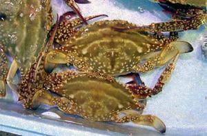 ���҂��K�j